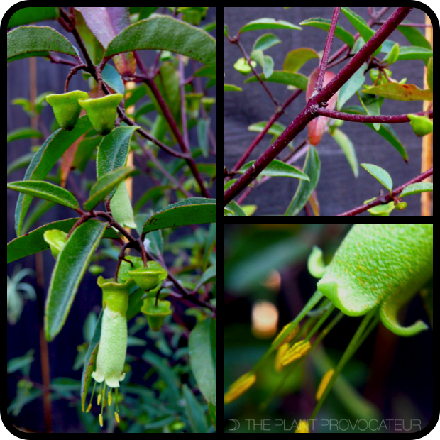 Correa baeuerlenii form + stem + flower detail