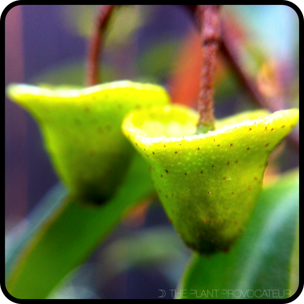 Correa baeuerlenii bud detail