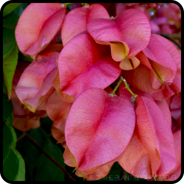 Koelreuteria bipinnata - capsule cluster