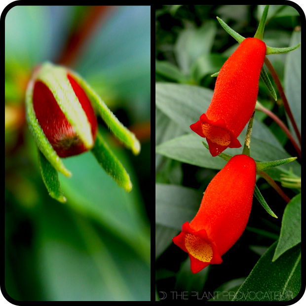 Seemannia sylvatica - bud + bloom