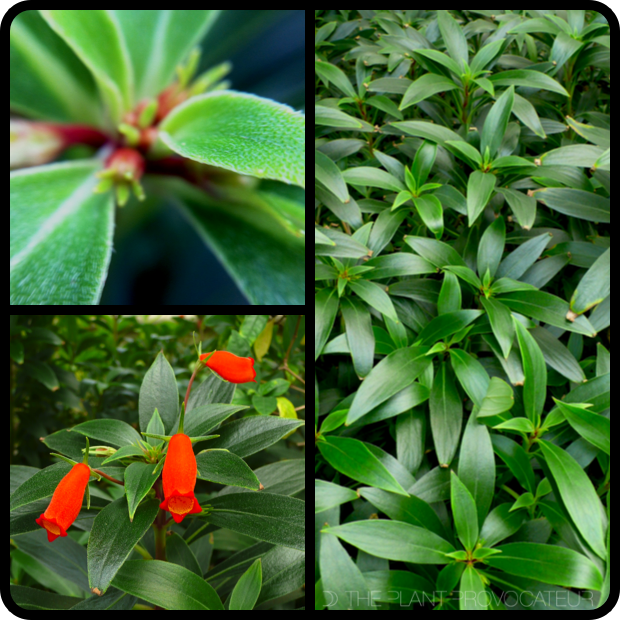 Seemannia slyvatica - foliage + form + flower