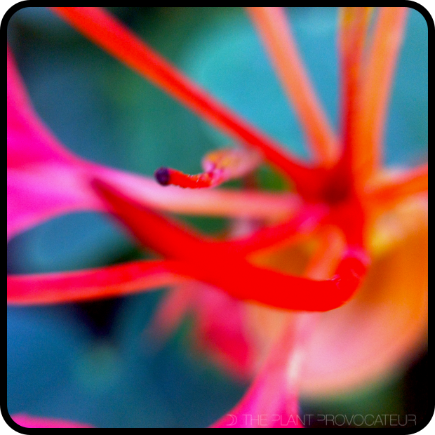 Bauhinia galpinii - ECU