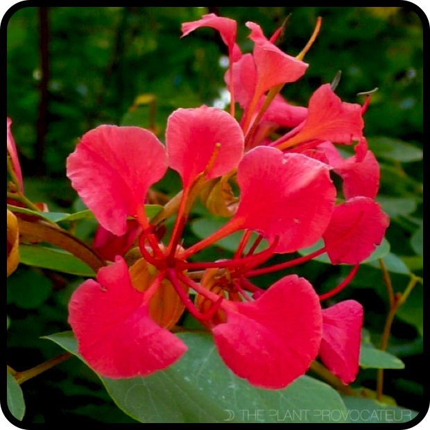 Bauhinia galpinii - floral profile