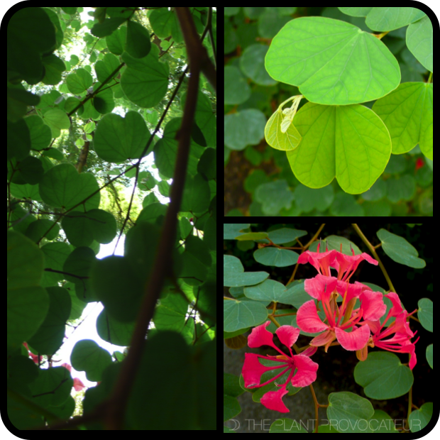 Bauhinia galpinii - form + foliage + flower