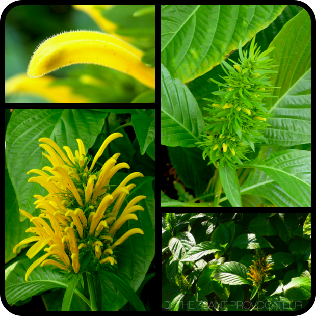 Justicia aurea - bud + flower + form