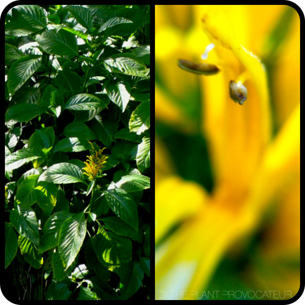 Justicia aurea - form + flower detail