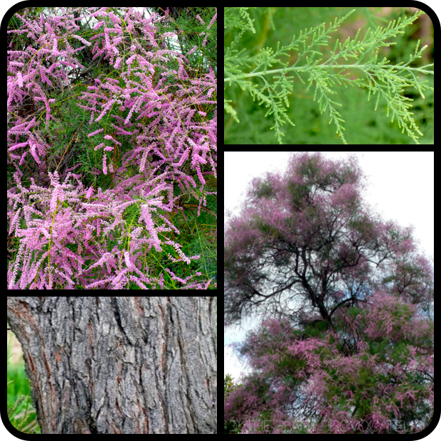 Tamarix ramosissima flower + foliage + form