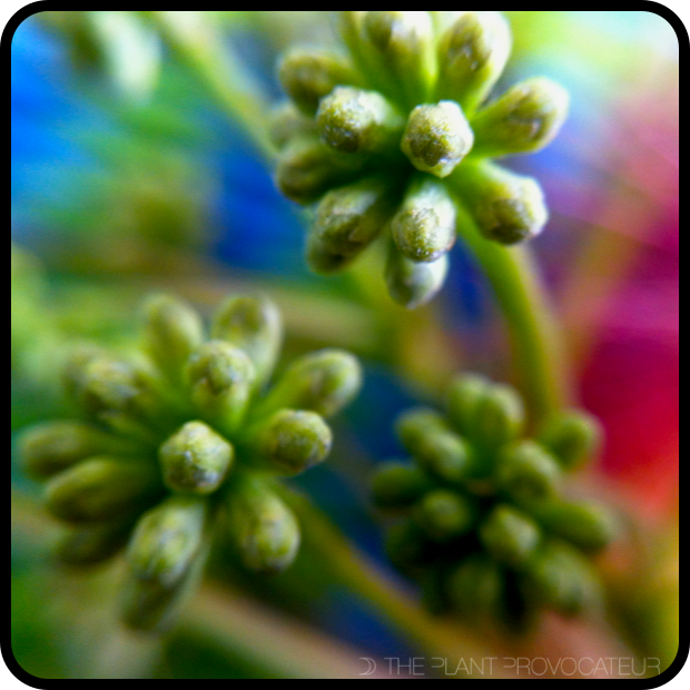 Albizia julibrissin buds