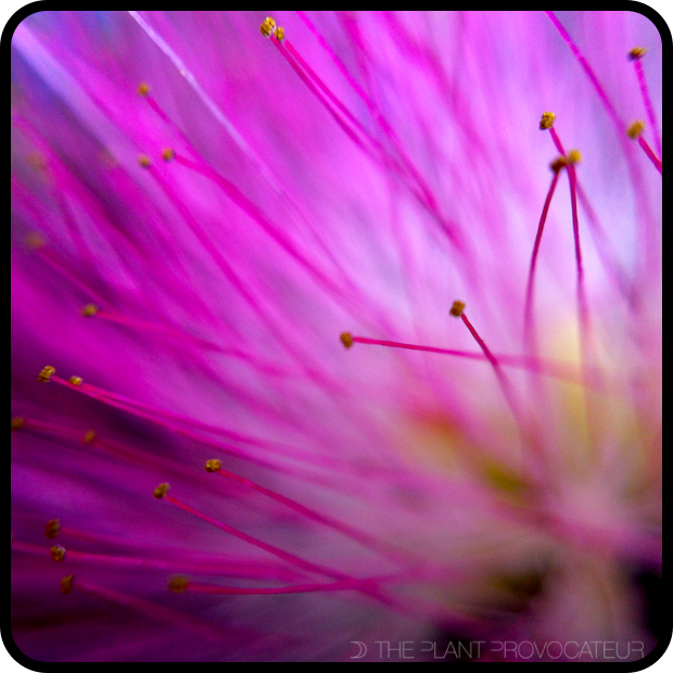 Albizia julibrissin filaments