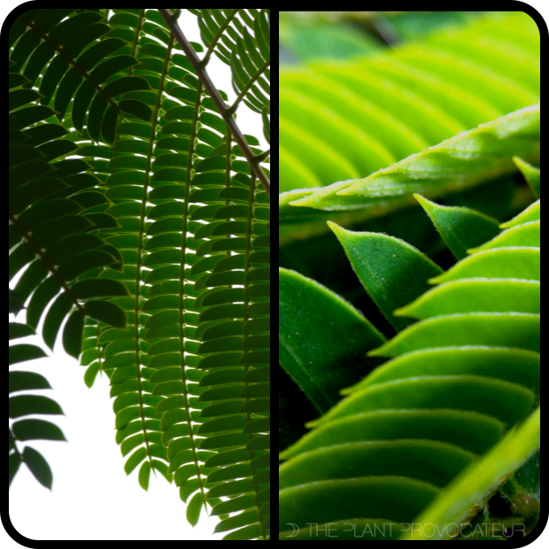 Albizia julibrissin foliage