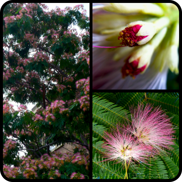 Albizia julibrissin form + bud + flower