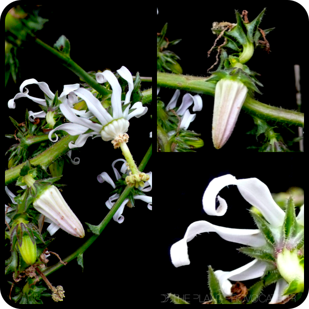 Michauxia campanuloides bud + bloom