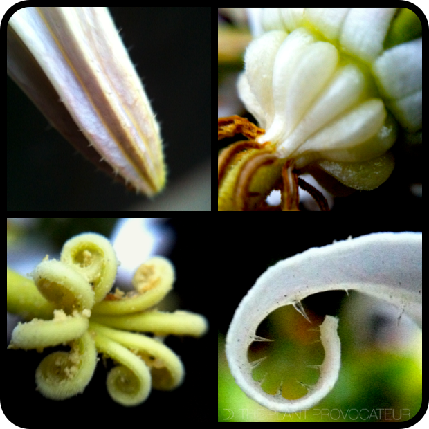 Michauxia campanuloides floral detail