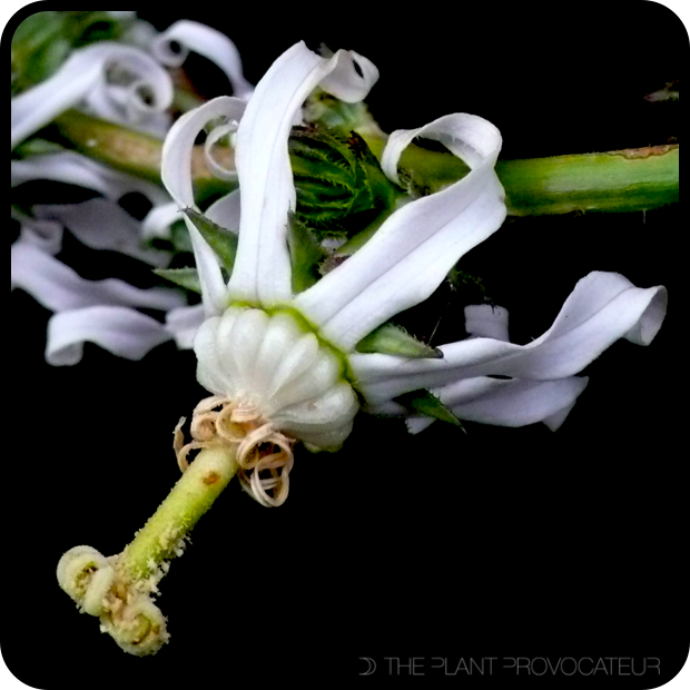 Michauxia campanuloides floral profile