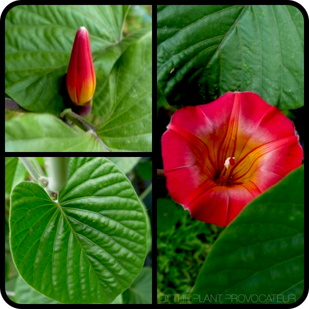 Stictocardia beraviensis bud + flower + foliage