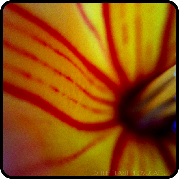 Stictocardia beraviensis floral detail