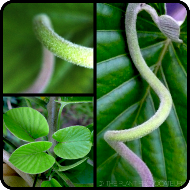 Stictocardia beraviensis tendril + texture