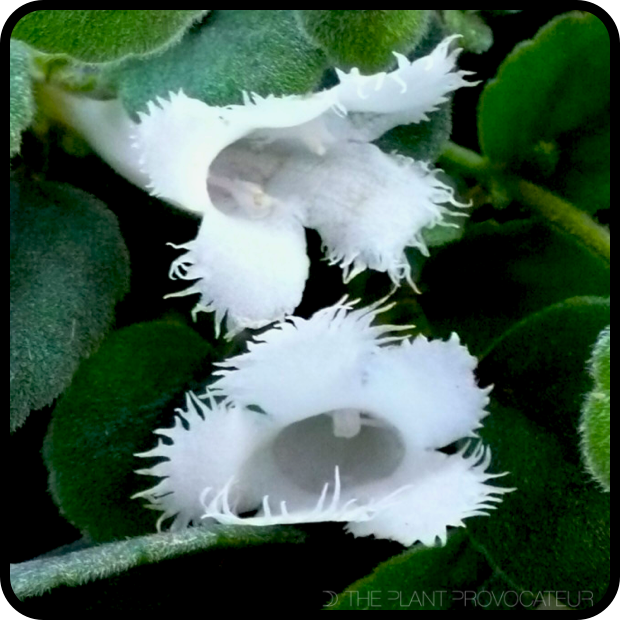 Alsobia dianthiflora floral profile