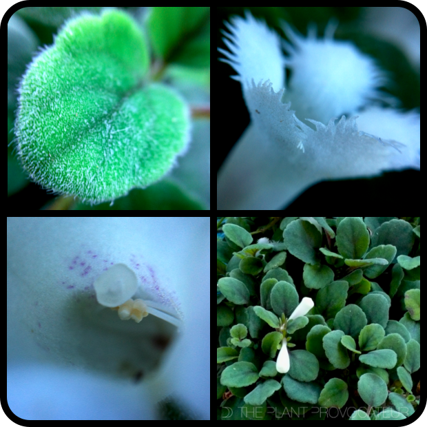 Alsobia dianthiflora foliage + flower + form