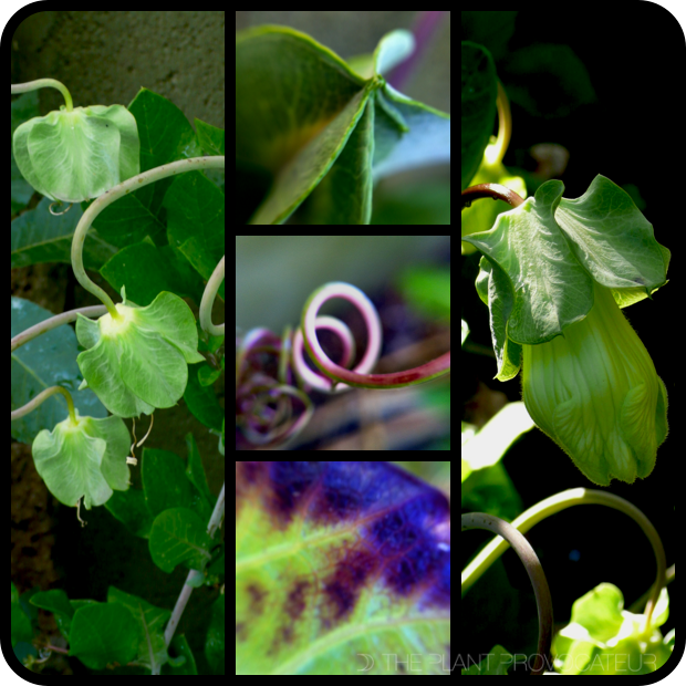 Cobaea scandens bud + tendril + leaf