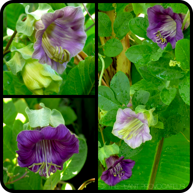 Cobaea scandens phases of flower