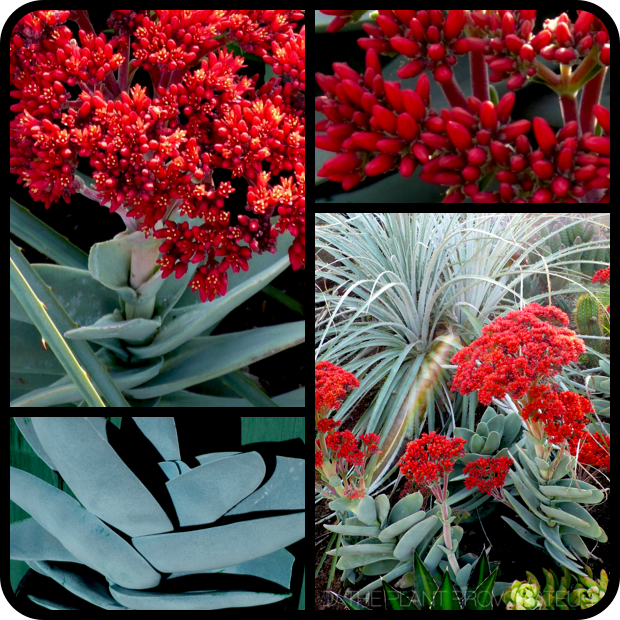 Crassula falcata flower + foliage + form