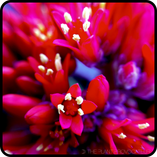 Crassula falcata floral detail